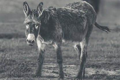 Donkey Summer III BW by Nathan Larson. SKU 99294i. Archival Giclee Fine art print for wall decor.