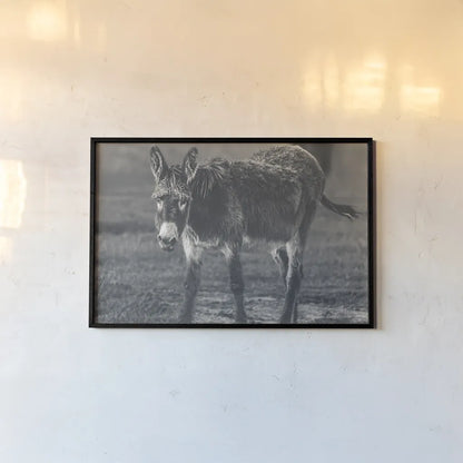 Donkey Summer III BW by Nathan Larson. shown as a paper print in a black flame. Available as a archival giclee rolled canvas, fine art paper, or poster print. SKU 99294i.