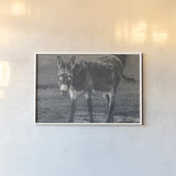 Donkey Summer III BW by Nathan Larson. shown as a paper print in a white frame. Available as a archival giclee rolled canvas, fine art paper, or poster print. SKU 99294i.
