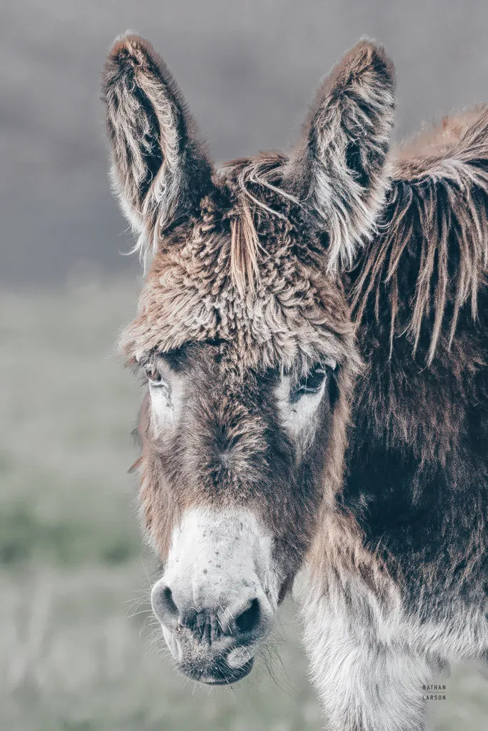 Donkey Summer Portrait by Nathan Larson. SKU 99286h. Archival Giclee Fine art print for wall decor.