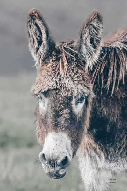 Donkey Summer Portrait by Nathan Larson. SKU 99286h. Archival Giclee Fine art print for wall decor.