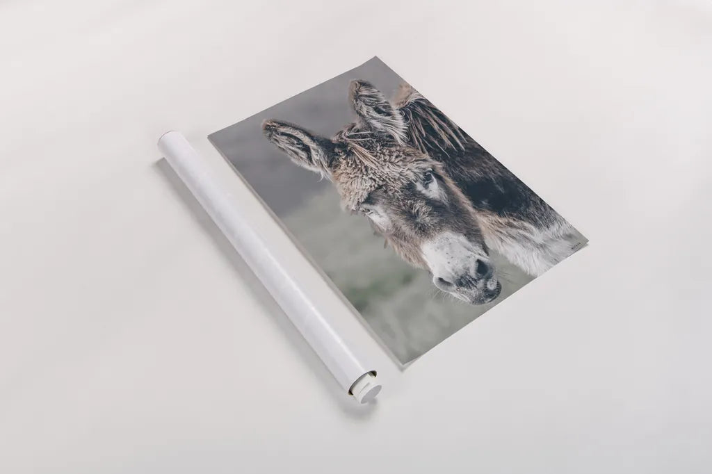 Donkey Summer Portrait by Nathan Larson. shown as a rolled paper print. Available as archival giclee rolled canvas, fine art paper, or poster print. SKU 99286h.