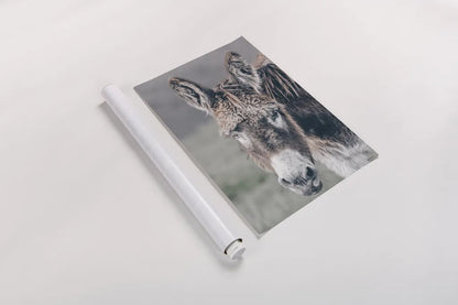 Donkey Summer Portrait by Nathan Larson. shown as a rolled paper print. Available as archival giclee rolled canvas, fine art paper, or poster print. SKU 99286h.
