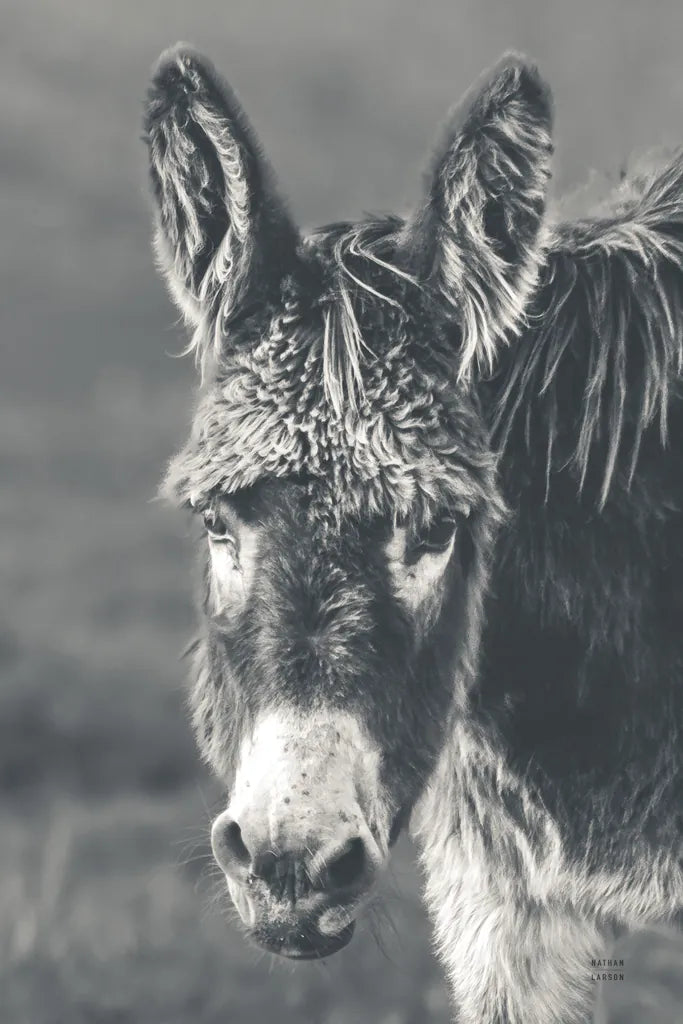 Donkey Summer Portrait BW by Nathan Larson. SKU 99287h. Archival Giclee Fine art print for wall decor.