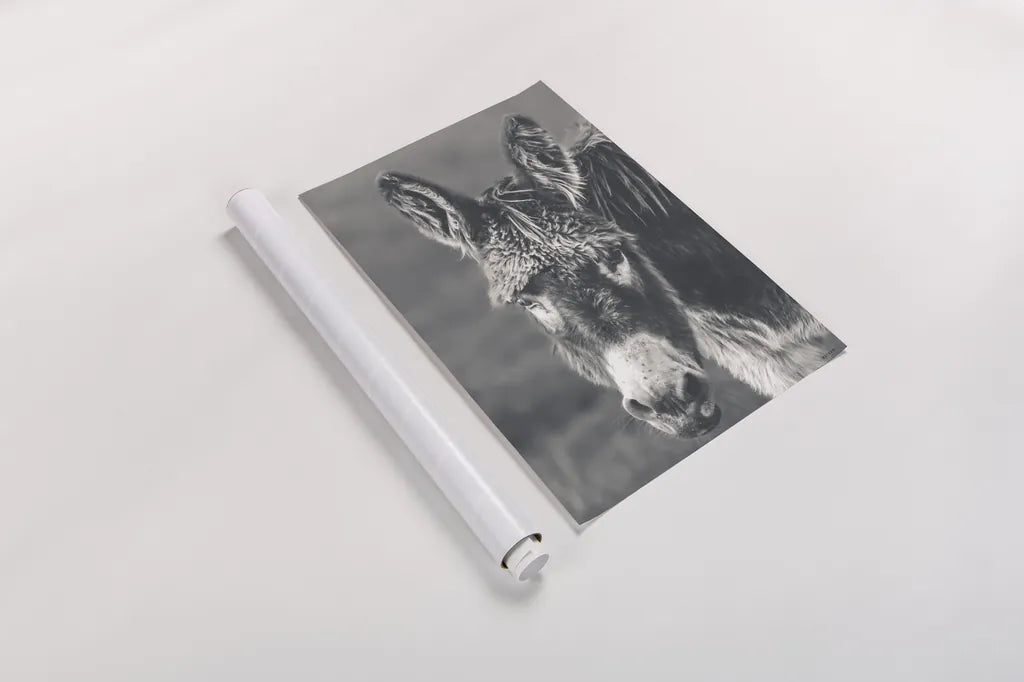 Donkey Summer Portrait BW by Nathan Larson. shown as a rolled paper print. Available as archival giclee rolled canvas, fine art paper, or poster print. SKU 99287h.