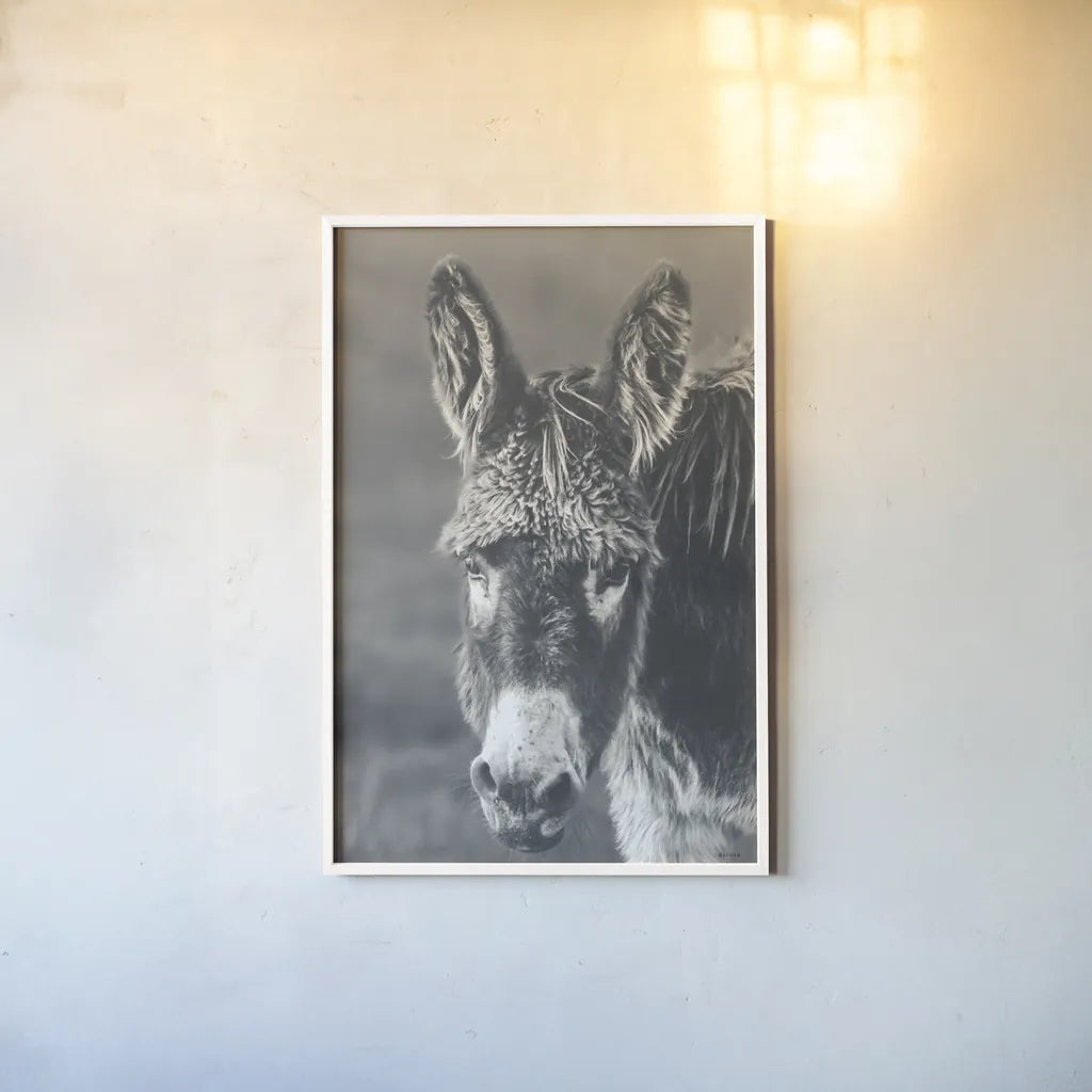 Donkey Summer Portrait BW by Nathan Larson. shown as a paper print in a white frame. Available as a archival giclee rolled canvas, fine art paper, or poster print. SKU 99287h.