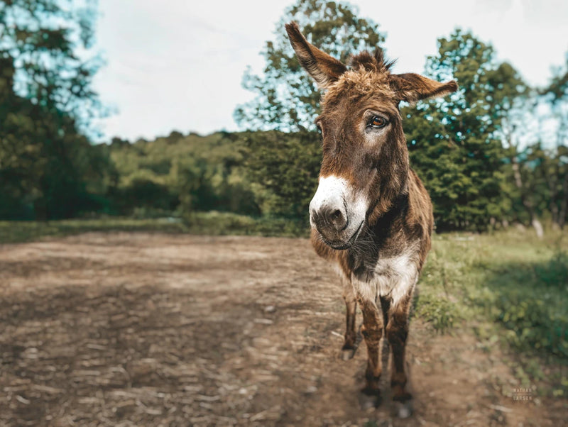 Donkey Tilt by Nathan Larson