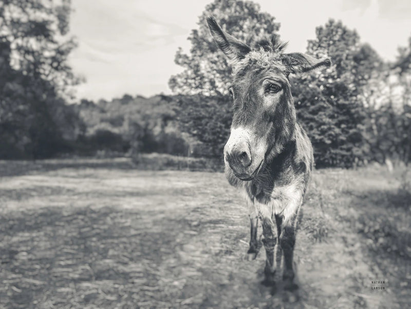 Donkey Tilt BW by Nathan Larson