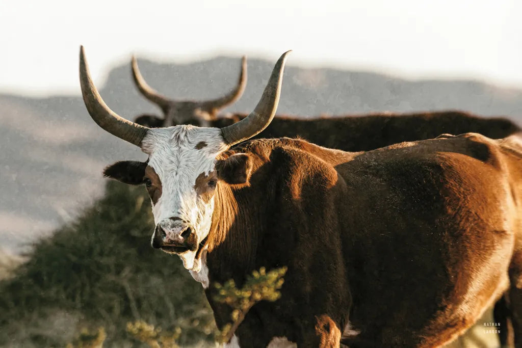 Double Horns by Nathan Larson. SKU 102616i. Archival Giclee Fine art print for wall decor.