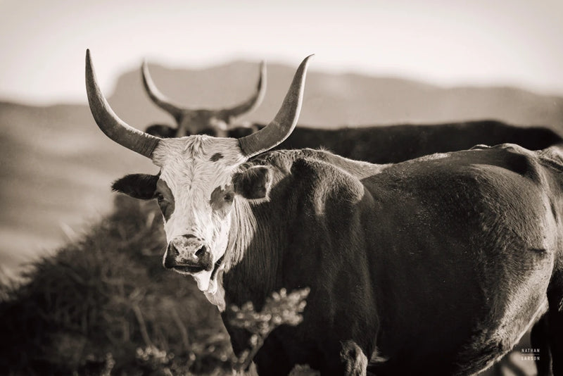 Double Horns Sepia by Nathan Larson