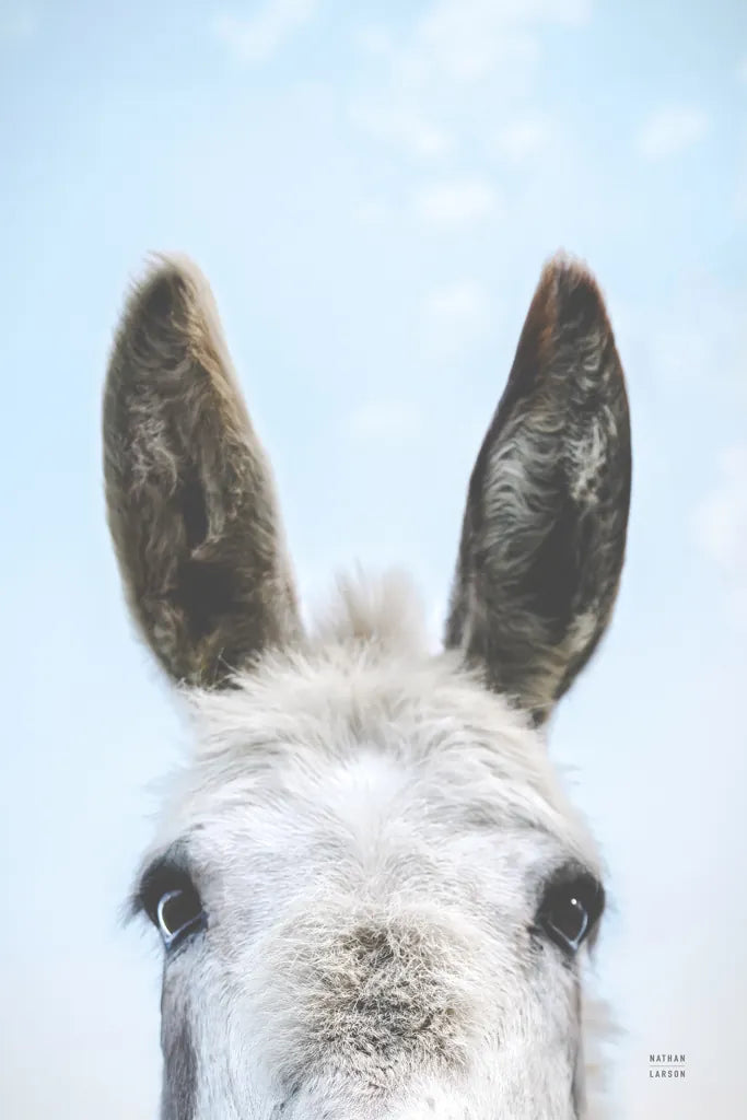 Downward Facing Donkey by Nathan Larson. SKU 99852h. Archival Giclee Fine art print for wall decor.