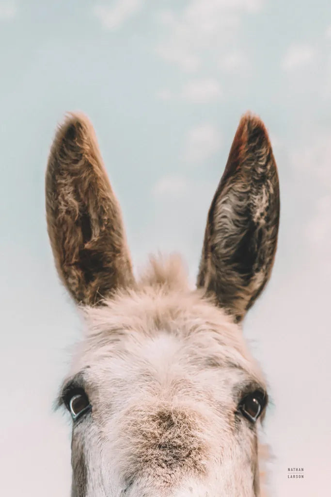 Downward Facing Donkey Pastel by Nathan Larson. SKU 99853h. Archival Giclee Fine art print for wall decor.