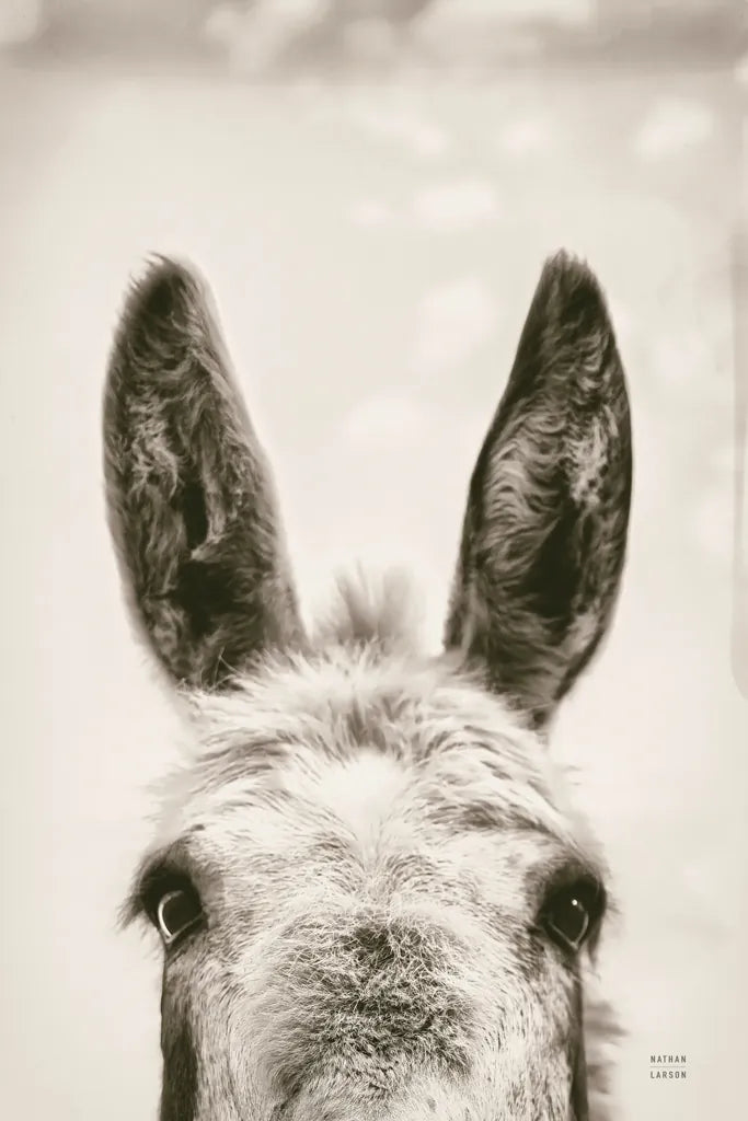 Downward Facing Donkey Sepia by Nathan Larson. SKU 99854h. Archival Giclee Fine art print for wall decor.