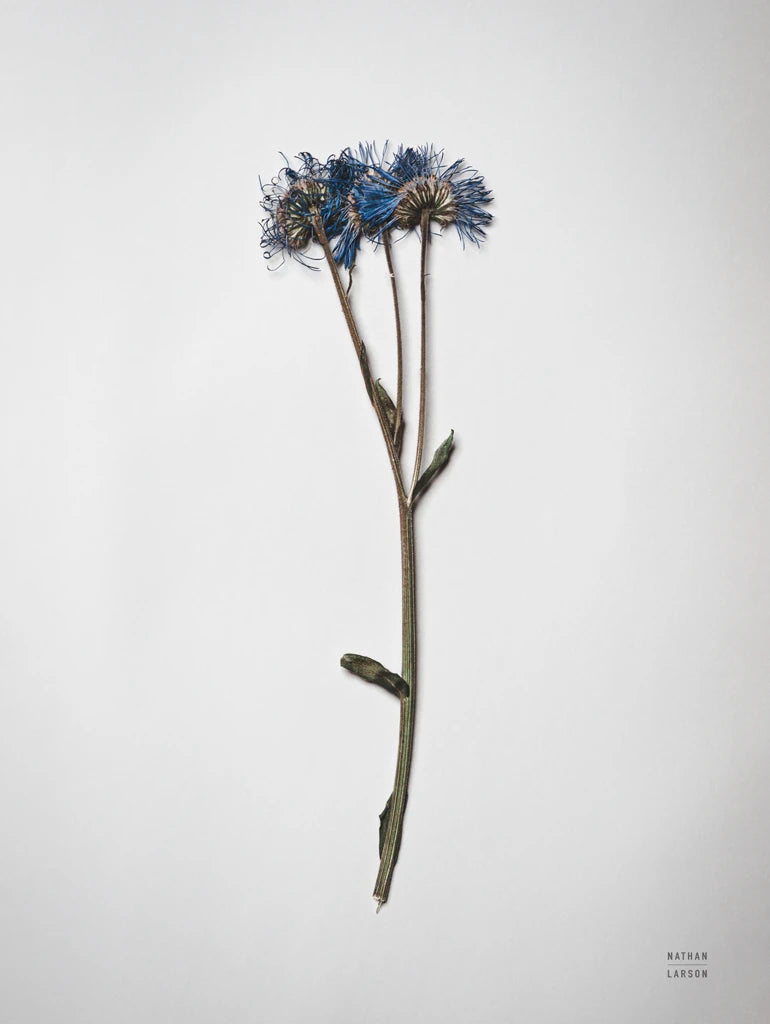 Dried Floral Still Life I by Nathan Larson