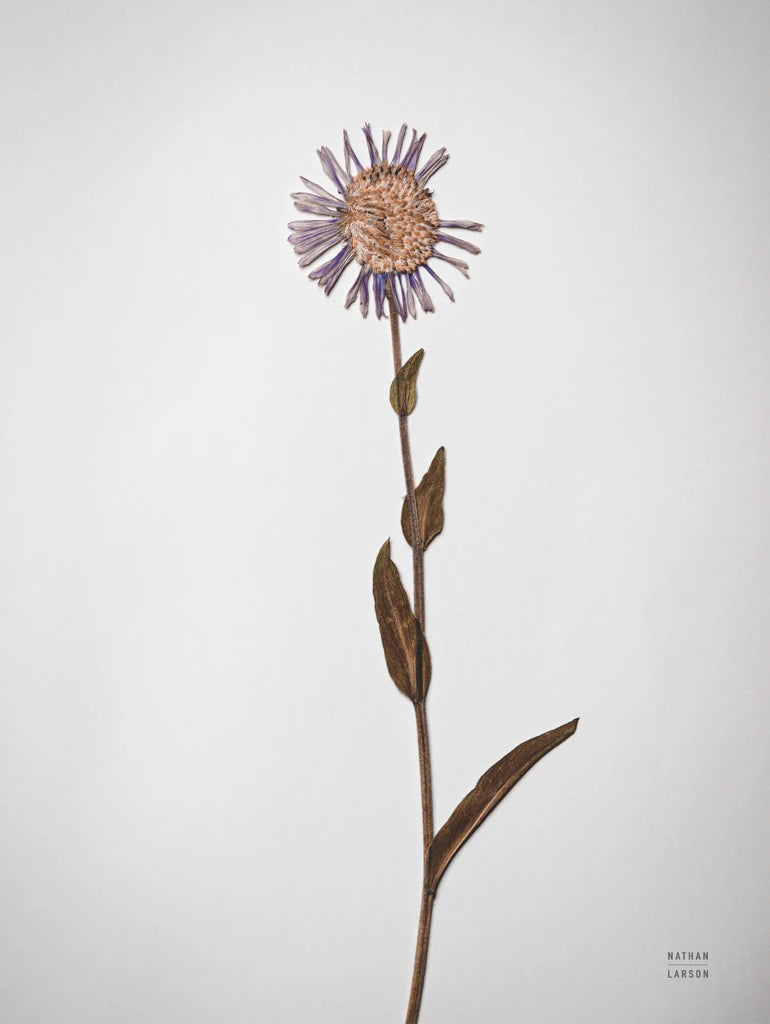 Dried Floral Still Life II by Nathan Larson