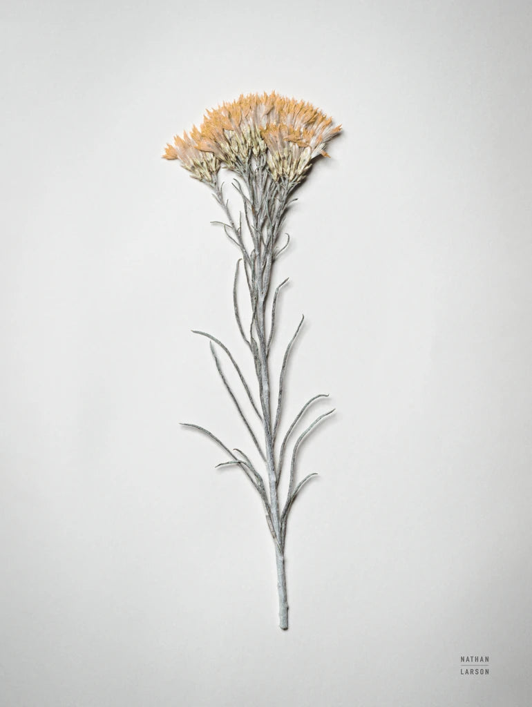 Dried Floral Still Life III by Nathan Larson