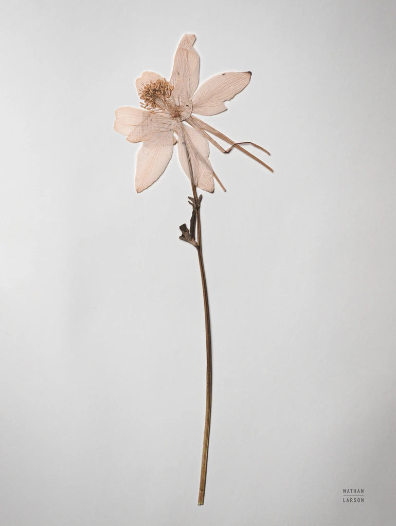 Dried Floral Still Life IV by Nathan Larson