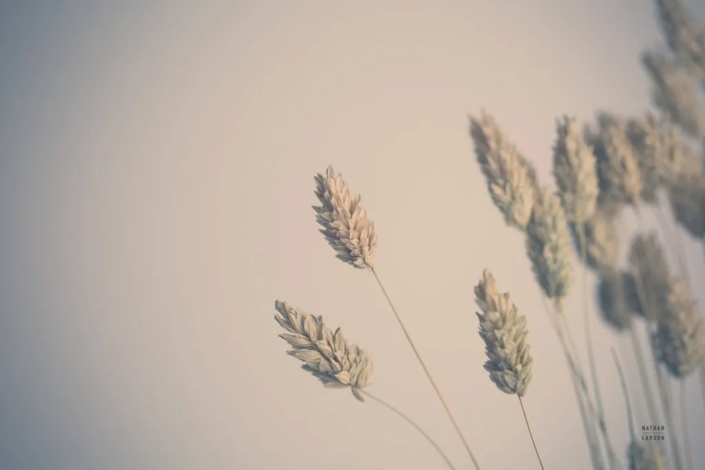 Dried Grass Study by Nathan Larson. SKU 77006i. Archival Giclee Fine art print for wall decor.
