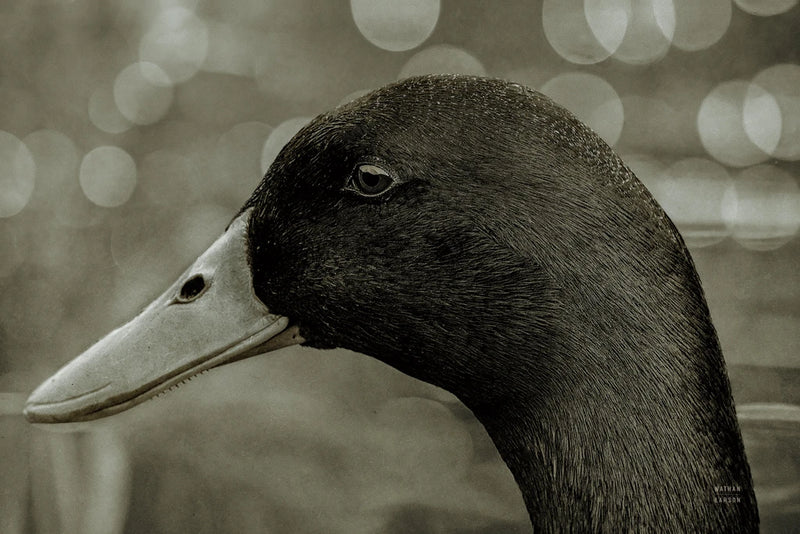 Duck Left by Nathan Larson