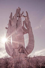 Dusty Desert Saguaro by Nathan Larson. SKU 72032h. Archival Giclee Fine art print for wall decor.