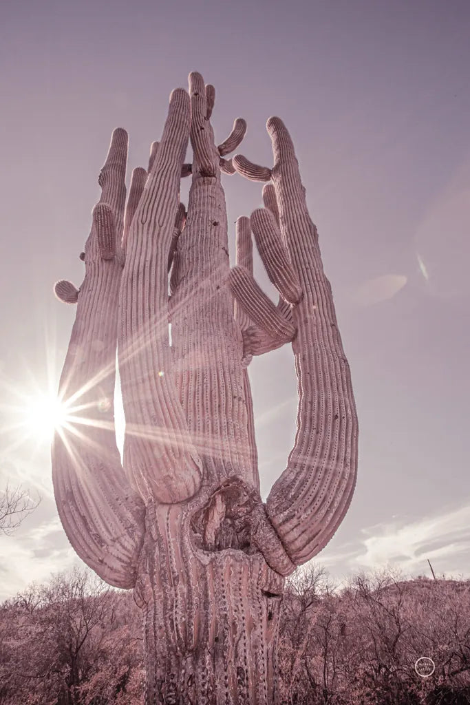 Dusty Desert Saguaro by Nathan Larson. SKU 72032h. Archival Giclee Fine art print for wall decor.