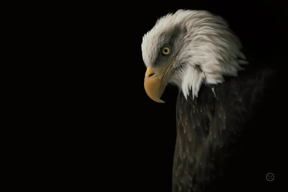 Eagle Bow by Nathan Larson. SKU 70277i. Archival Giclee Fine art print for wall decor.