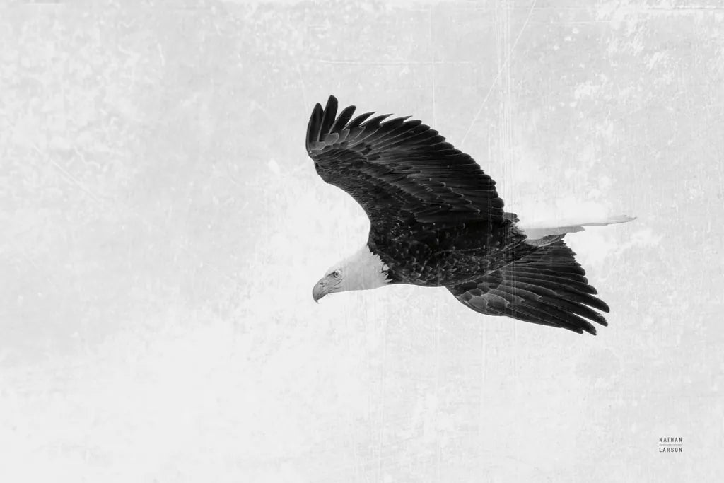 Eagle Eye by Nathan Larson. SKU 99246i. Archival Giclee Fine art print for wall decor.