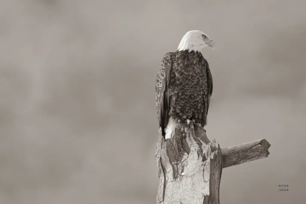 Eagle Perch by Nathan Larson. SKU 79106i. Archival Giclee Fine art print for wall decor.