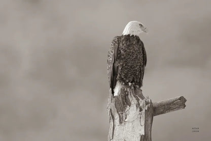 Eagle Perch by Nathan Larson. SKU 79106i. Archival Giclee Fine art print for wall decor.