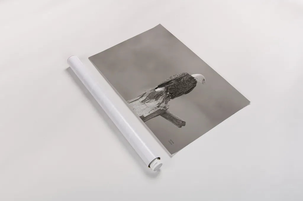 Eagle Perch by Nathan Larson. shown as a rolled paper print. Available as archival giclee rolled canvas, fine art paper, or poster print. SKU 79106i.