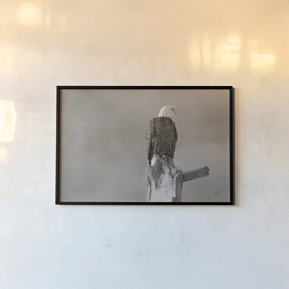 Eagle Perch by Nathan Larson. shown as a paper print in a black flame. Available as a archival giclee rolled canvas, fine art paper, or poster print. SKU 79106i.