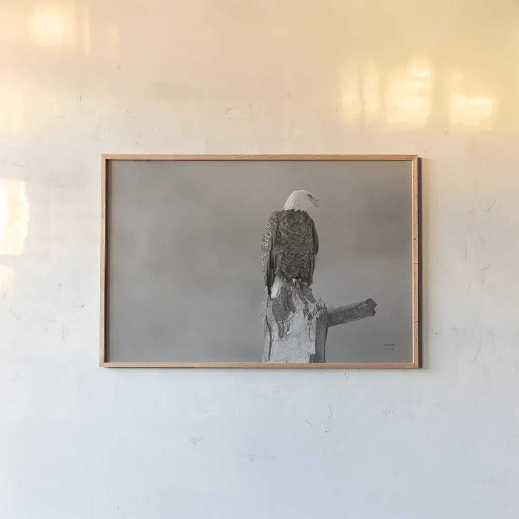 Eagle Perch by Nathan Larson. shown as a paper print in a natural frame. Available as a archival giclee rolled canvas, fine art paper, or poster print. SKU 79106i.