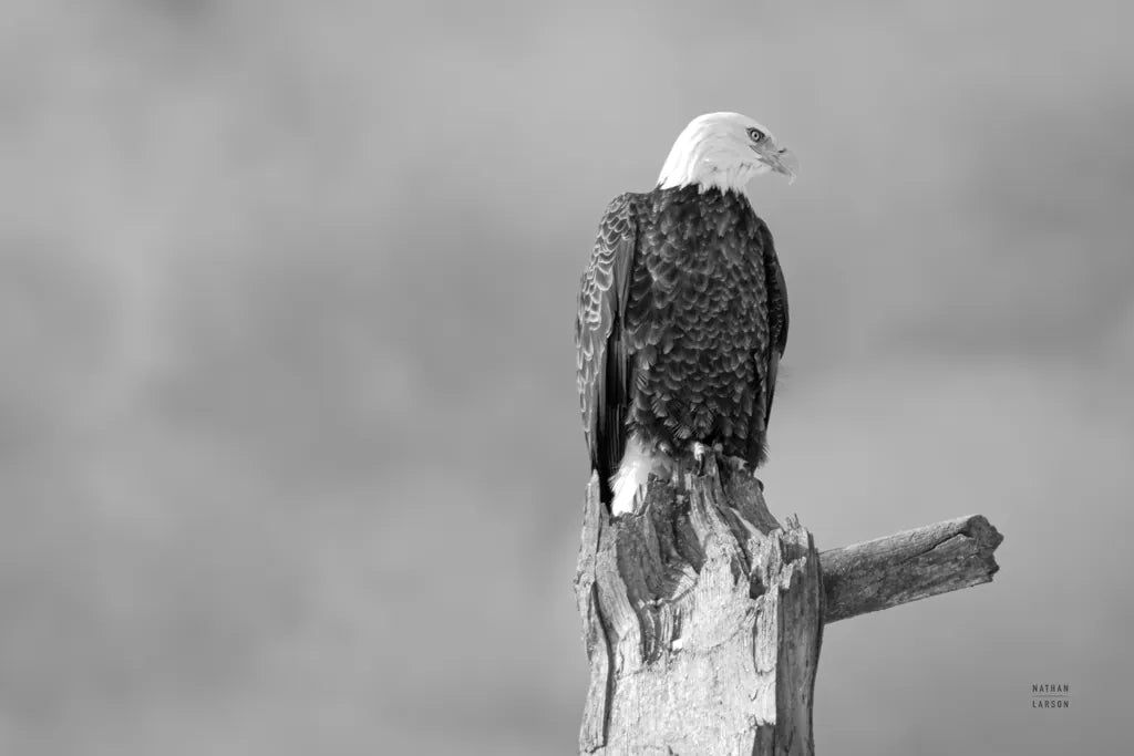 Eagle Perch BW by Nathan Larson. SKU 80636i. Archival Giclee Fine art print for wall decor.