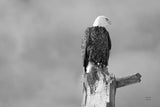 Eagle Perch BW by Nathan Larson. SKU 80636i. Archival Giclee Fine art print for wall decor.