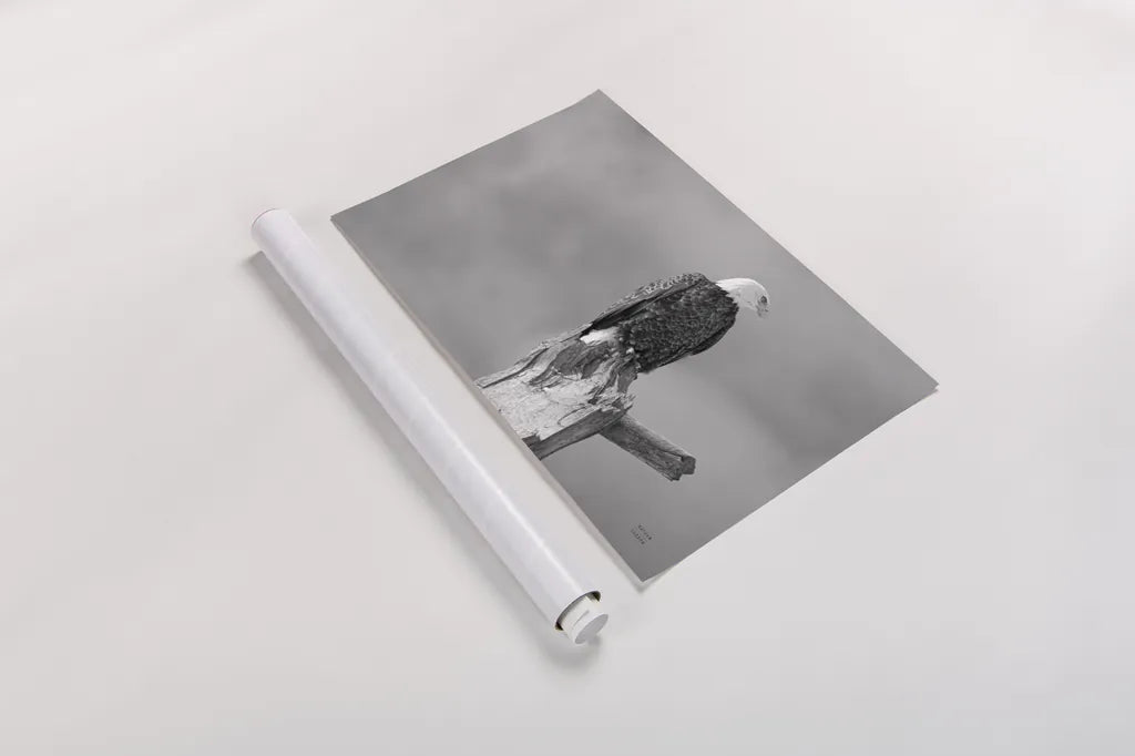 Eagle Perch BW by Nathan Larson. shown as a rolled paper print. Available as archival giclee rolled canvas, fine art paper, or poster print. SKU 80636i.