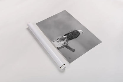 Eagle Perch BW by Nathan Larson. shown as a rolled paper print. Available as archival giclee rolled canvas, fine art paper, or poster print. SKU 80636i.