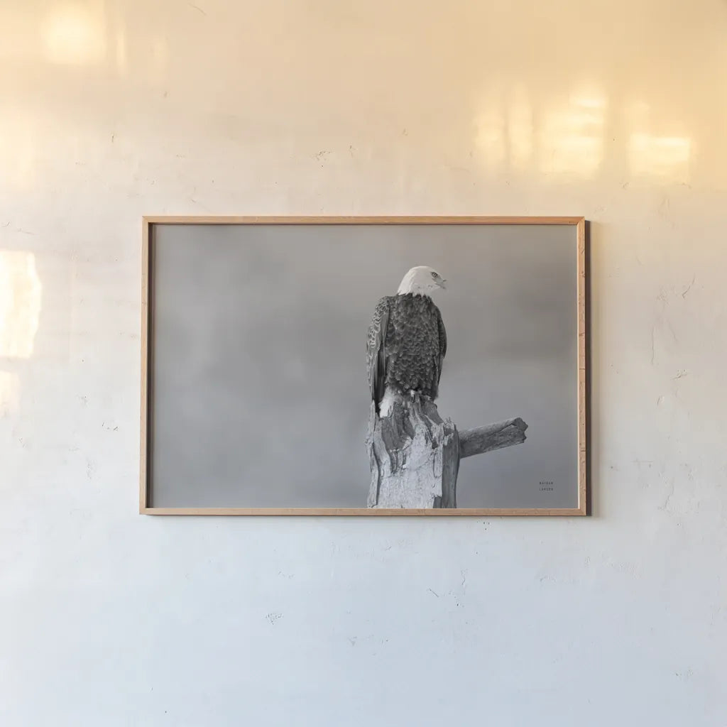 Eagle Perch BW by Nathan Larson. shown as a paper print in a natural frame. Available as a archival giclee rolled canvas, fine art paper, or poster print. SKU 80636i.