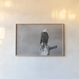 Eagle Perch BW by Nathan Larson. shown as a paper print in a natural frame. Available as a archival giclee rolled canvas, fine art paper, or poster print. SKU 80636i.
