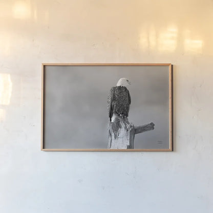 Eagle Perch BW by Nathan Larson. shown as a paper print in a natural frame. Available as a archival giclee rolled canvas, fine art paper, or poster print. SKU 80636i.