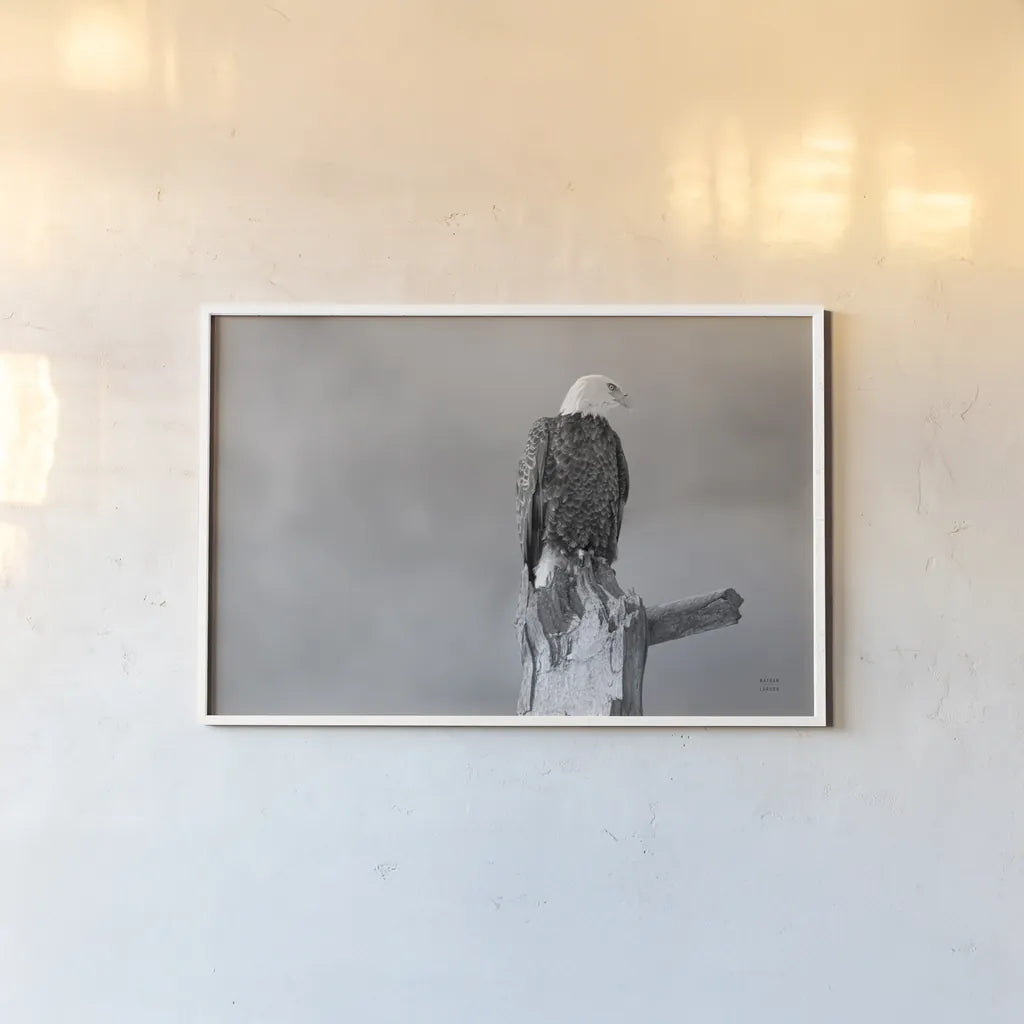 Eagle Perch BW by Nathan Larson. shown as a paper print in a white frame. Available as a archival giclee rolled canvas, fine art paper, or poster print. SKU 80636i.