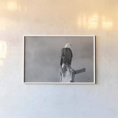 Eagle Perch BW by Nathan Larson. shown as a paper print in a white frame. Available as a archival giclee rolled canvas, fine art paper, or poster print. SKU 80636i.
