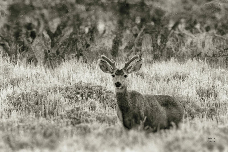 Early Summer Buck by Nathan Larson