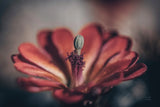 Elevation Bloom by Nathan Larson. SKU 88547i. Archival Giclee Fine art print for wall decor.