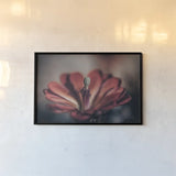 Elevation Bloom by Nathan Larson. shown as a paper print in a black flame. Available as a archival giclee rolled canvas, fine art paper, or poster print. SKU 88547i.