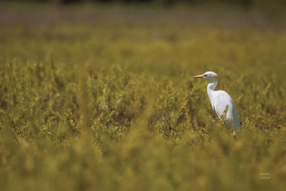 Everglades National Park by Nathan Larson. SKU 97616i. Archival Giclee Fine art print for wall decor.