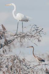 Everglades Pair by Nathan Larson. SKU 97617h. Archival Giclee Fine art print for wall decor.