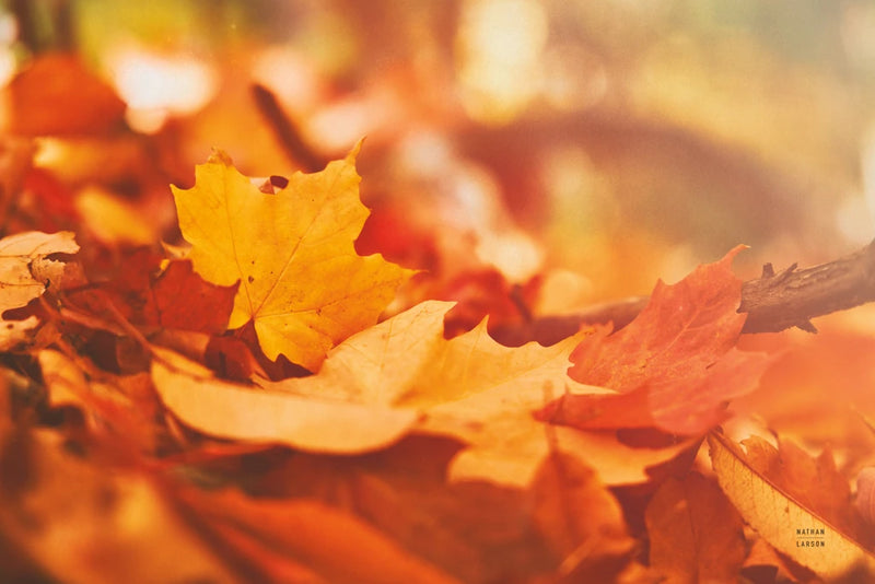 Fall Floor by Nathan Larson