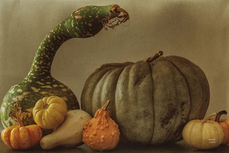 Fall Harvest V by Nathan Larson. SKU 102573i. Archival Giclee Fine art print for wall decor.