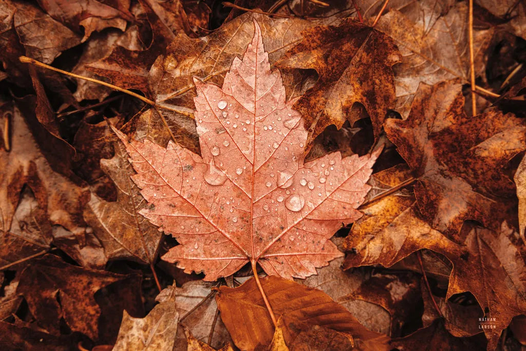 Fall Rains I by Nathan Larson. SKU 82630i. Archival Giclee Fine art print for wall decor.