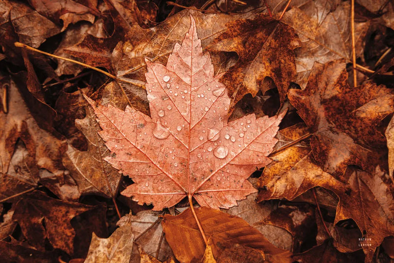 Fall Rains I by Nathan Larson. SKU 82630i. Archival Giclee Fine art print for wall decor.